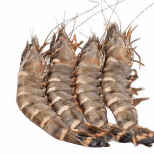 Langostino Grande - Large Crawfish (Wild Caught)